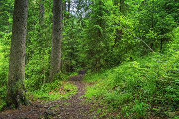 Green beautiful forest in the summer after rain.