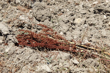 plantas de la sequia