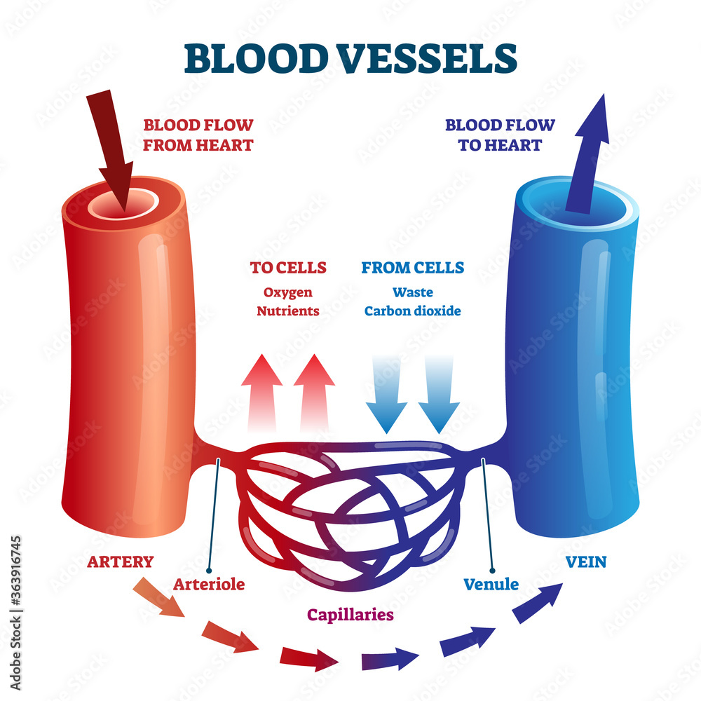 Sticker Blood vessels scheme with heart and cells flow direction vector illustration