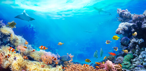 Panoramic view of the coral reef. Animals of the underwater sea world. Ecosystem. Colorful tropical fish.  - obrazy, fototapety, plakaty