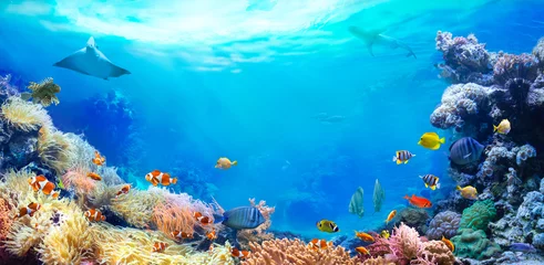 Tuinposter Panoramisch zicht op het koraalrif. Dieren van de onderwaterwereld van de zee. ecosysteem. Kleurrijke tropische vissen. © silvae