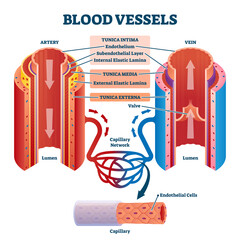 Blood vessels with artery and vein internal structure vector illustration