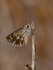 Macro Photography of Moth on Twig of Plant.