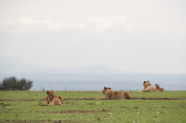 A Lion pride resting in the grassland of  Masai Mara, Kenya