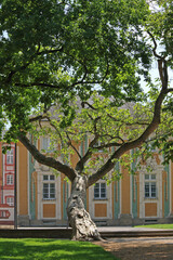 Obraz premium Kletter-Baum
