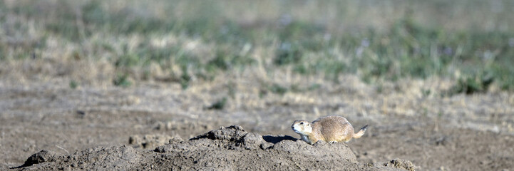 Panorama of a Black-tailed Prairie Dog above his burrow in New Mexico