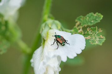 Japanese Beetle on Hollyhock Flower
