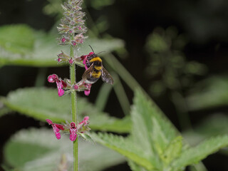 Hummel auf Taubnessel