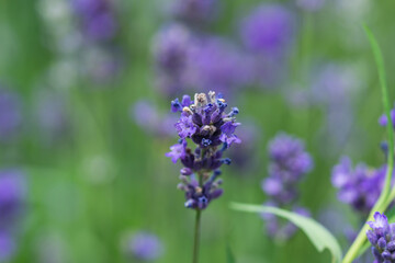 Lavender Flowers in Bloom in Summer