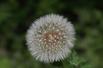 Pusteblume