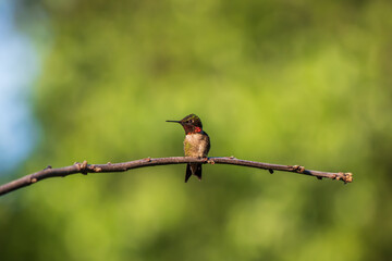 Ruby-throated hummingbird perched on narrow branch