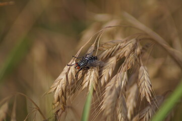 Graue Fleischfliege