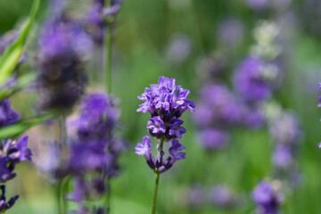 Lavender Flowers in Bloom in Summer