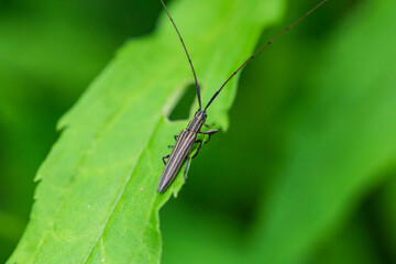 Longhorn Beetle on Leaf in Summer