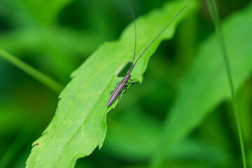 Longhorn Beetle on Leaf in Summer