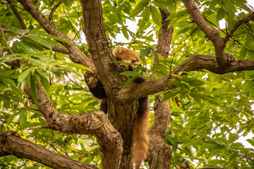 The lesser panda which stops on a tree