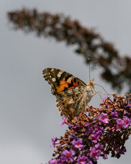 painted lady butterfly