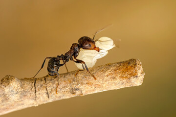 On a sunny day, ant carrying larva to his home. Closeup photo.  Ant on a sunny day  
