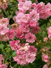 pink hydrangea flowers