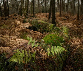 fern in the forest
