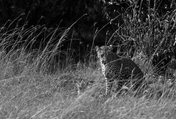 Leopard Koboso cub with a hare at Masai Mara, Kenya