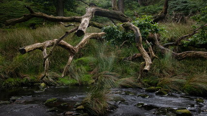 Fototapeta premium roots of a tree