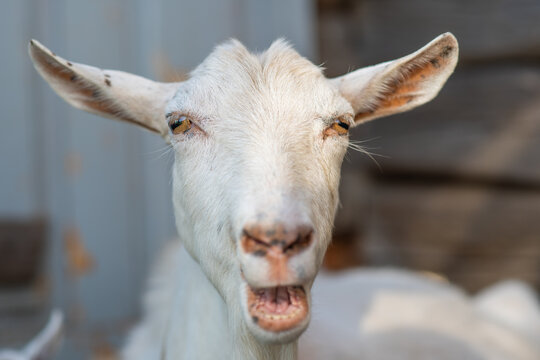 Head of a white goat in a village close-up.