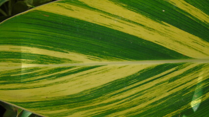 Naklejka premium green field of corn