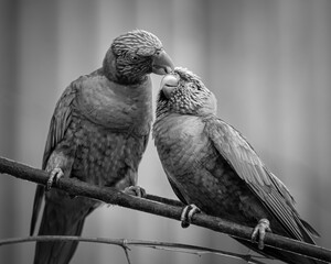 black and white parrot