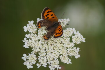 Kleiner Feuerfalter auf Wilder Möhre