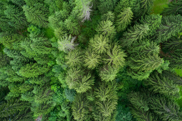 Fototapeta na wymiar Plantation of spruce trees. Top down aerial view. Green spruce on the slope aerial view. Background forest view from above, green forest nature texture. Summer warm sun light forest aerial view