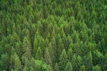 Conifer forest from above. Plantation of spruce trees. Top down aerial view. Green spruce on the slope aerial view from the side. Background forest view from above, green forest nature texture