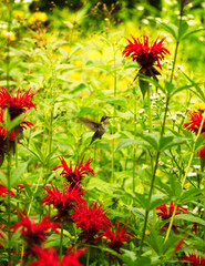 humming bird with flowers