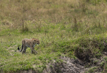 Leopard on walk in the grassland of  Masai Mara, Kenya