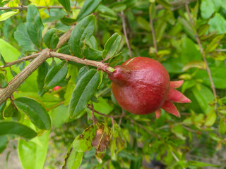 ripe pomegranate on the tree
