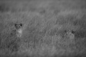 Lions in the evening light iin the mid of grasses, Masai Mara