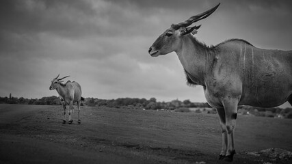 antelope in the wild