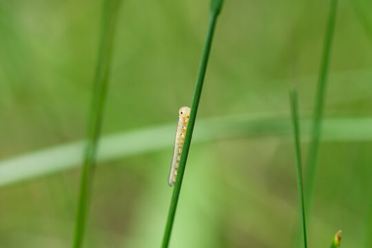 Sawfly Larva on Leaf in Springtime