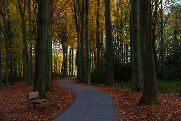 A summer evening in the forest during fall. The path leads in a curvy way through the trees, who are losing their leaves. The warm glow lights up the foilage and the orange, dead leaves on the ground.