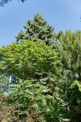 Rhus typhina (Staghorn sumac, Anacardiaceae) tree. Close-up. Landscaped garden with evergreens and deciduous plants. Trees on background of greenery and blue sky. Nature concept for design.