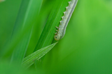 Sawfly Larva on Leaf in Springtime