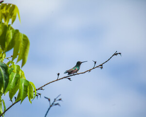 Humming bird on branch