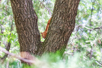 Red  squirrel in the Park on a tree eating nuts
