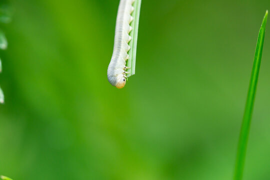 Sawfly Larva on Leaf in Springtime
