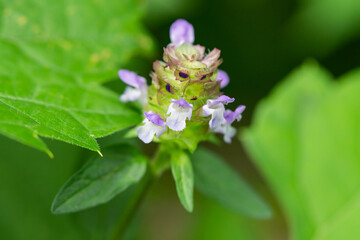 Self Heal Flowers in Summer