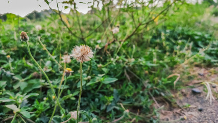 selective focus on a wild beautiful flower having white petals on it