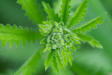 Sulphur Cinquefoil Flower Buds in Springtime