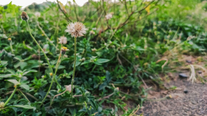 selective focus on a wild beautiful flower having white petals on it