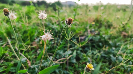 selective focus on a wild beautiful flower having white petals on it