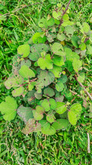 background view of fresh green leaves